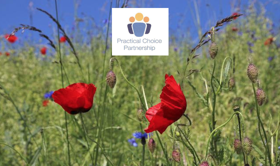 Wildflower meadow with poppies in bloom